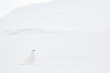 Schneehühner in der verschneiten Landschaft