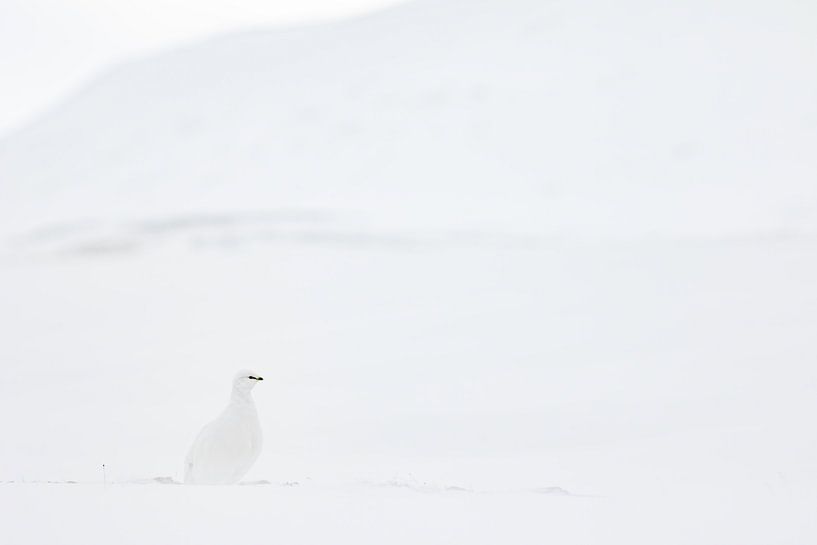 Sneeuwhoen in het sneeuwlandschap van Sam Mannaerts