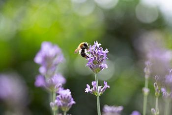 Abeille sauvage sur la lavande