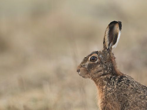 Portret Haas horizontaal