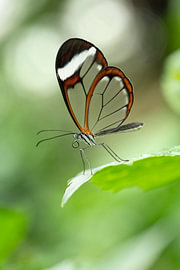 The graceful glasswing butterfly.