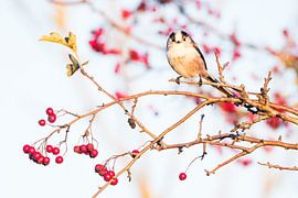 Schwanzmeise im Weißdorn von Danny Slijfer Natuurfotografie