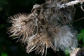 foto uitgebloeide distel van Janny Schilderink......Atelier "de Tuute "