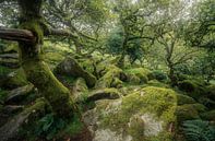 Die einladende Zwerg-Eiche von Loris Photography Miniaturansicht