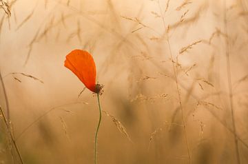 Poppy by Moetwil en van Dijk - Fotografie