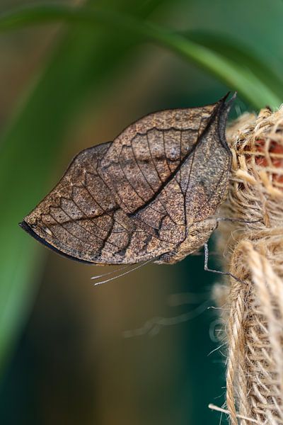 Schmetterling als Blatt getarnt von @Unique