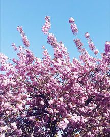 Blossoming spring by Denise Vuurens