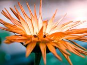 Oranje Bloem Close-up Macro Fotografie van Art By Dominic thumbnail