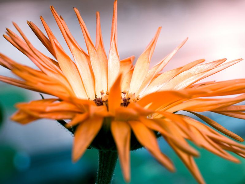 Oranje Bloem Close-up Macro Fotografie van Art By Dominic