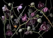 Orchidea diapasona by Olaf Bruhn thumbnail