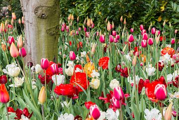 tulip field in de keukenhof by ChrisWillemsen