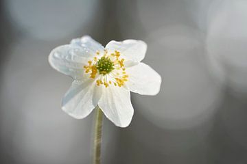 Solitairy Wood Anemone in the early morning sun