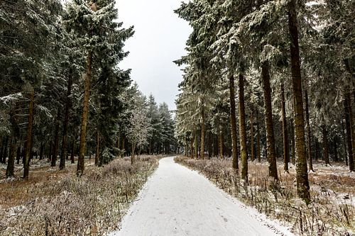 Beau paysage hivernal sur les hauteurs de la forêt de Thuringe