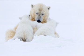 Mère ours polaire avec deux oursons mignons sur AGAMI Photo Agency