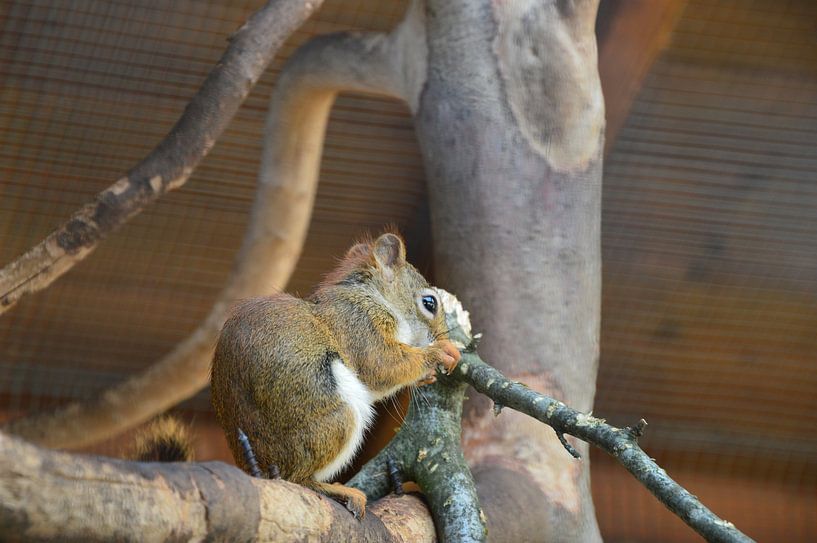Eichhörnchen von Susanne Seidel