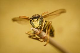 Franse Veldwesp-geel van Johan Slagers