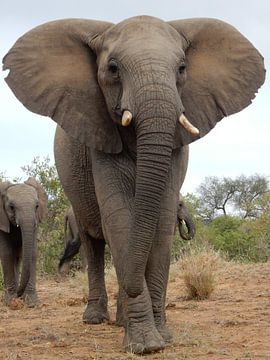 olifantmoeder met jong 