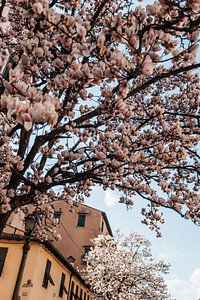 Arbres en fleurs en Italie