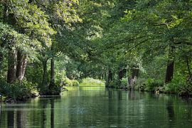 Idyllischer Fluss im Spreewald mit Spiegelungen im klaren Wasser