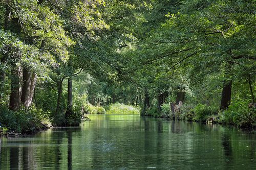 Idyllisch riviertje in het Spreewald met weerspiegelingen in het heldere water