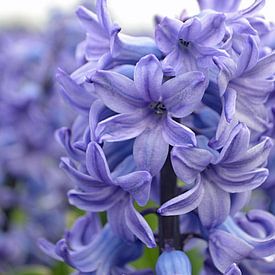 Hyacinth in the bulb-growing area/Netherlands by JTravel