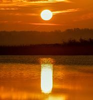 Sunrise in Oostvaardersplassen