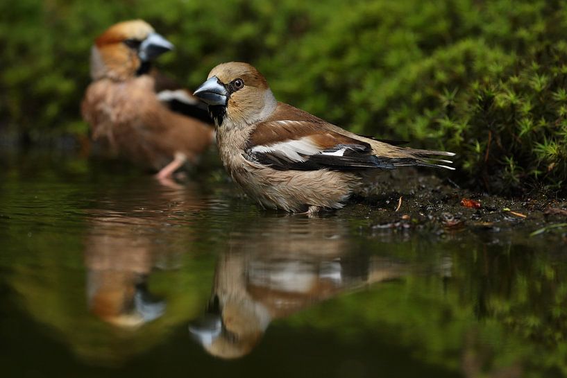 Appelvink (Coccothraustes coccothraustes) van Ronald Pol