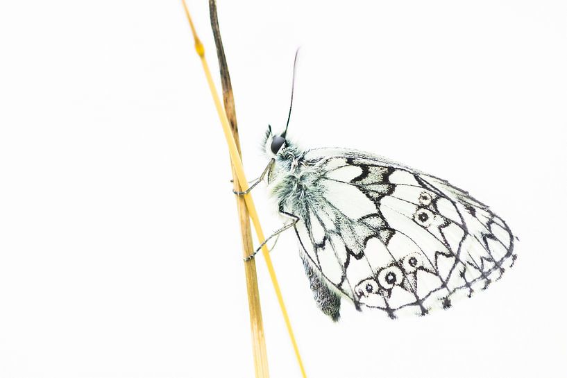 Checkerboard by Danny Slijfer Natuurfotografie