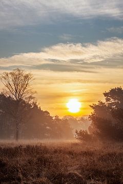 Sunrise in the Buurserzand by Jeroen Brasz