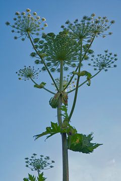 Giant hogweed beautiful but dangerous by Miny'S