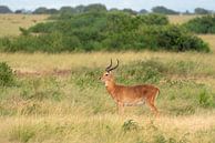 Oeganda-grasantilope (Kobus thomasi), Oeganda van Alexander Ludwig thumbnail