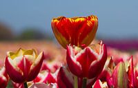 Gekleurde Tulpen van Menno Schaefer thumbnail