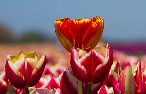 Gekleurde Tulpen von Menno Schaefer