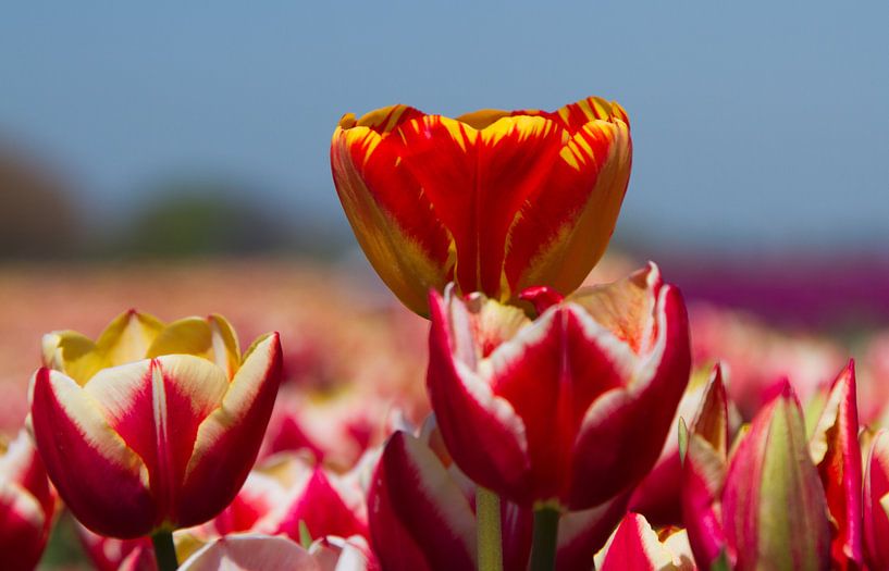 Gekleurde Tulpen van Menno Schaefer