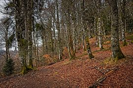 Wald in der Nähe des Lac Vert in den Vogesen von Rob Boon