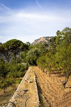 Jardins d'Alfàbia : vue sur les orangers et les montagnes | Photographie de voyage