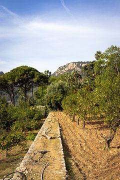 Jardins d'Alfàbia Blick auf Orangenbäume und Berge | Reisefotografie von Kelsey van den Bosch