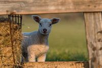 cuckoo !!! Texel lamb doing peekaboo