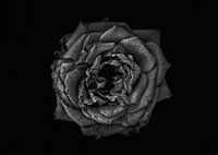 Backyard Flowers In Black And White No 110 Version 1