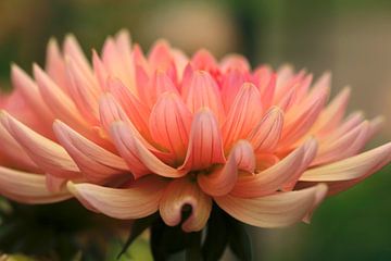 Dahlia