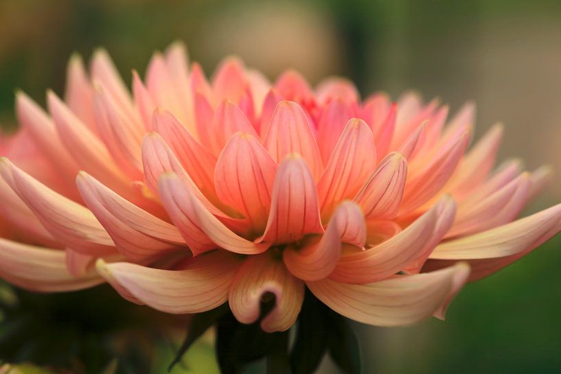 Dahlia by Thomas Jäger