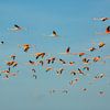 Grote groep flamingo's in de lucht in Suriname van Patricia Hofmeester