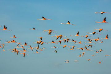 Large group of flamingo's in the air in Suriname by Patricia Hofmeester