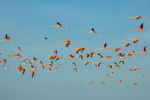 Grote groep flamingo's in de lucht in Suriname