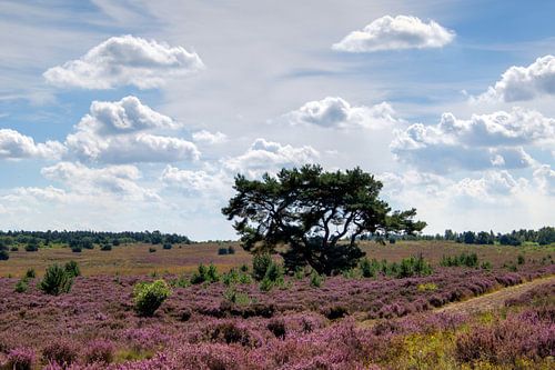 Heide