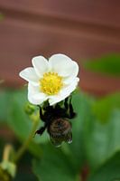 Bij op bloem van aardbei.