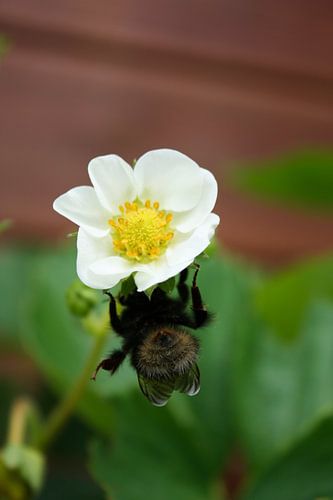 Bij op bloem van aardbei.
