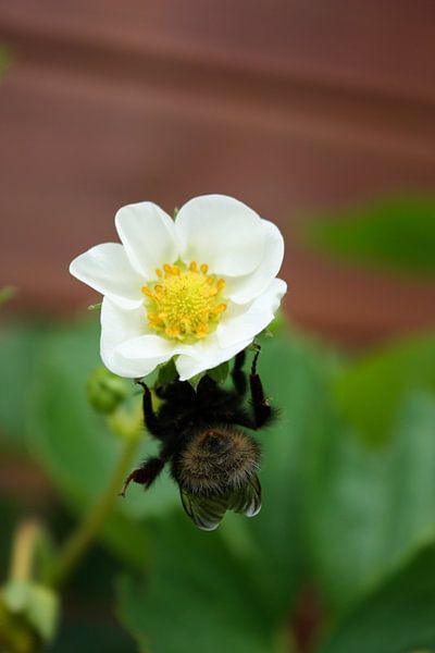 Bij op bloem van aardbei. van Chantal Hoofs
