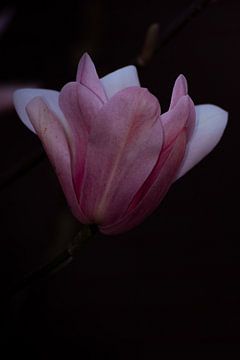 Fleur rose sur fond noir