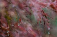 Waterdruppels